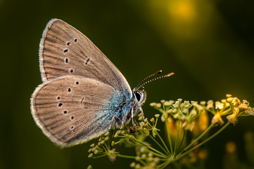 blue and white butterfly perched on yellow flower in close up photography during daytime