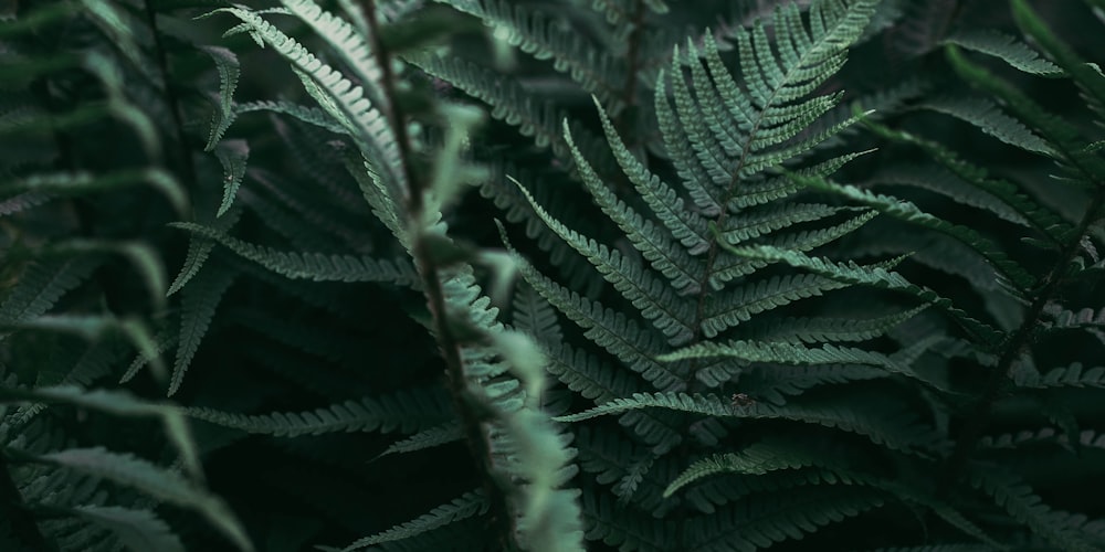 green fern plant in close up photography