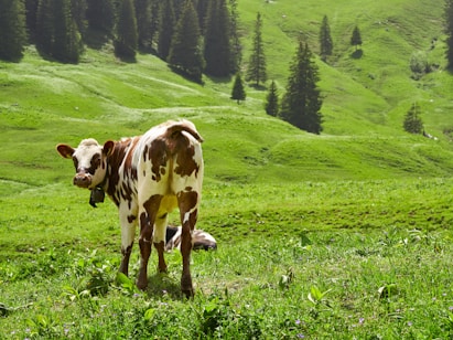 white and brown cow on green grass field during daytime