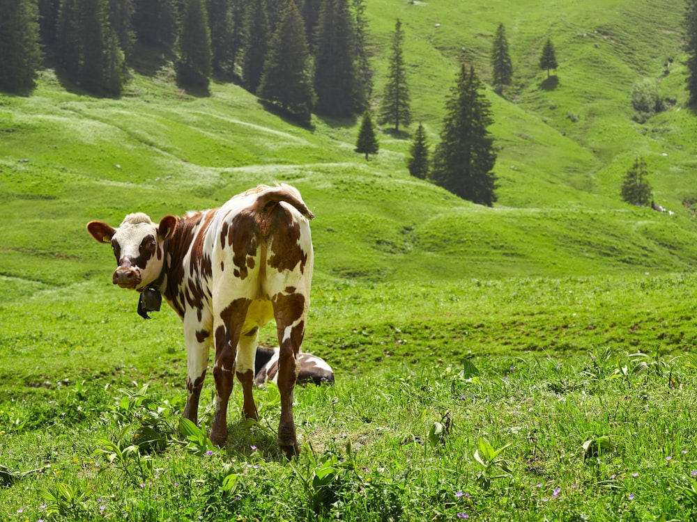 Vaca blanca y marrón en campo de hierba verde durante el día