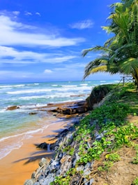 green palm tree near sea under blue sky during daytime