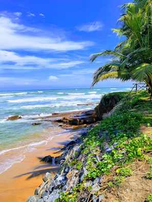 green palm tree near sea under blue sky during daytime