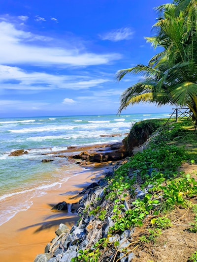 green palm tree near sea under blue sky during daytime