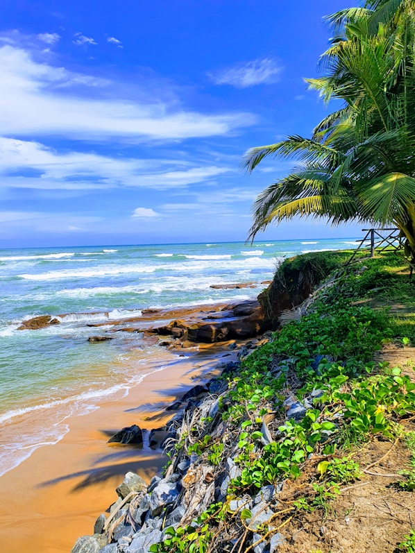 green palm tree near sea under blue sky during daytime