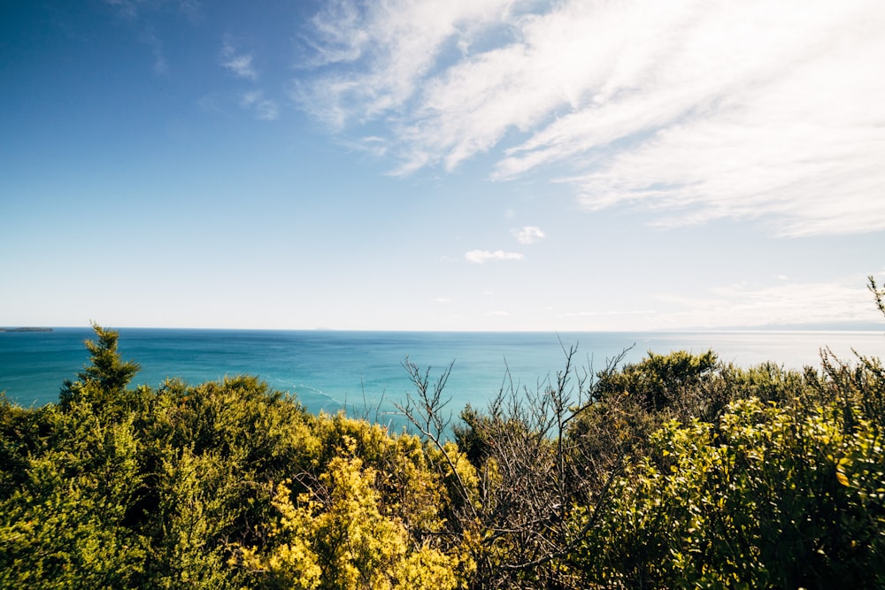 green trees near blue sea under blue sky during daytime