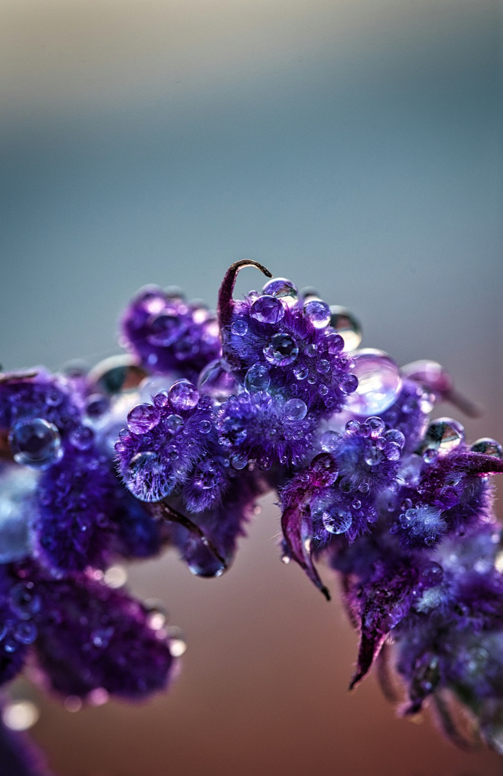 purple flower buds in macro lens