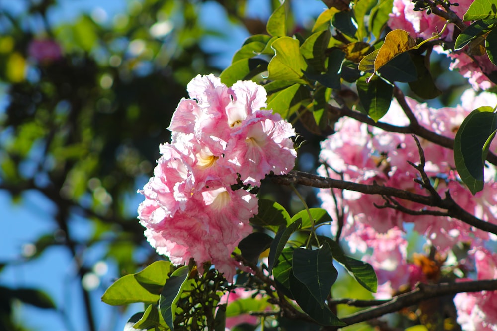 pink flower on green leaves