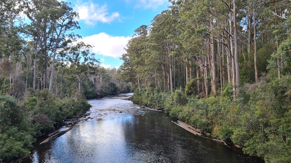 river between green trees under blue sky during daytime