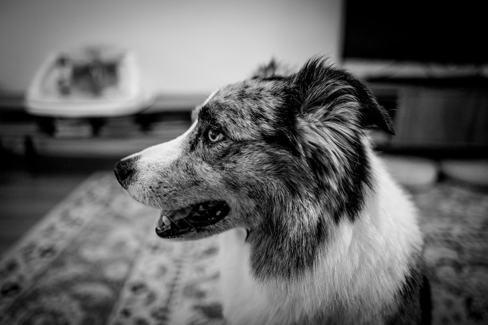 grayscale photography of border collie