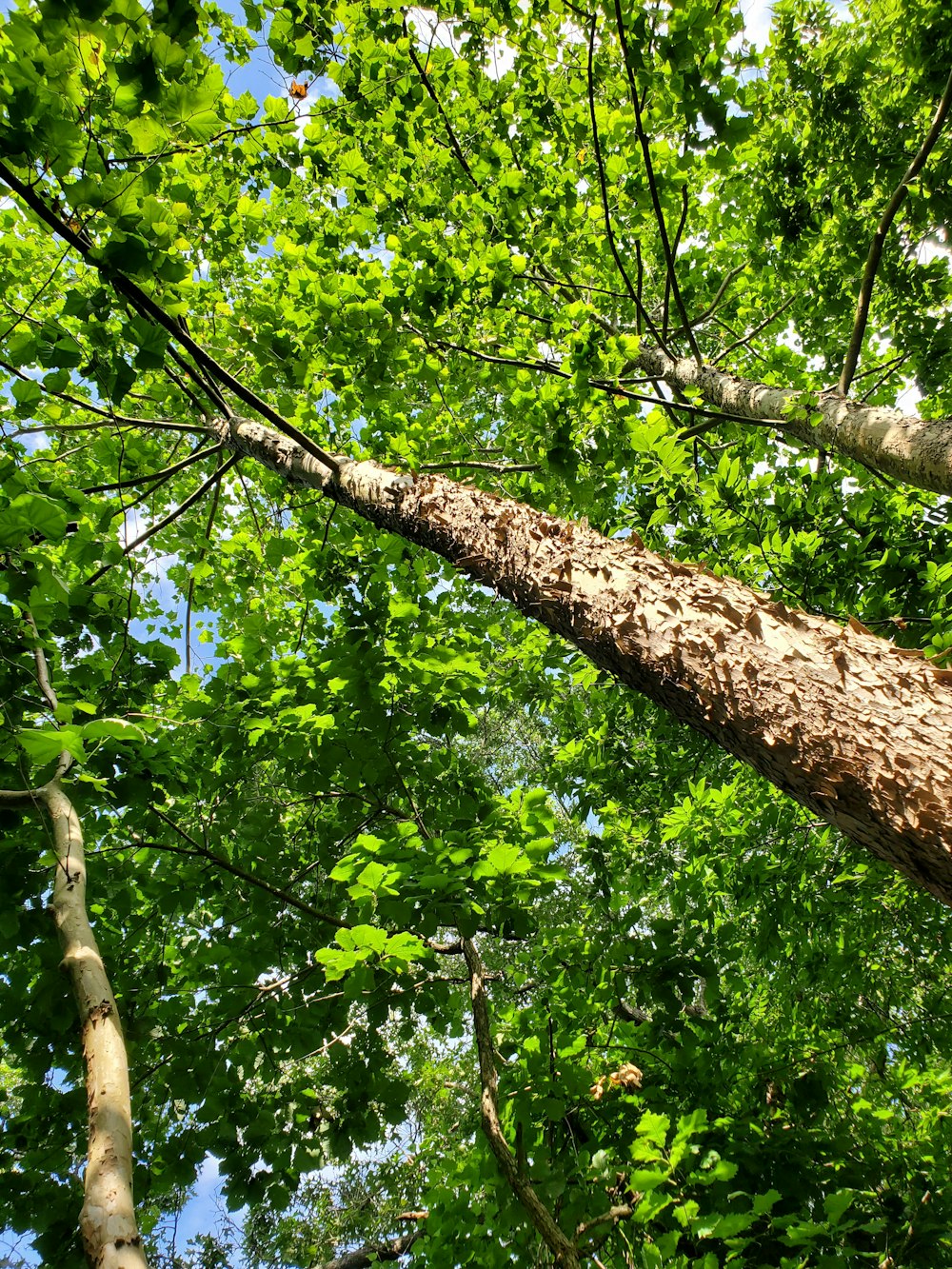 green leaf tree during daytime