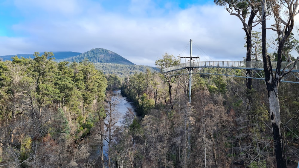 green trees near river under blue sky during daytime