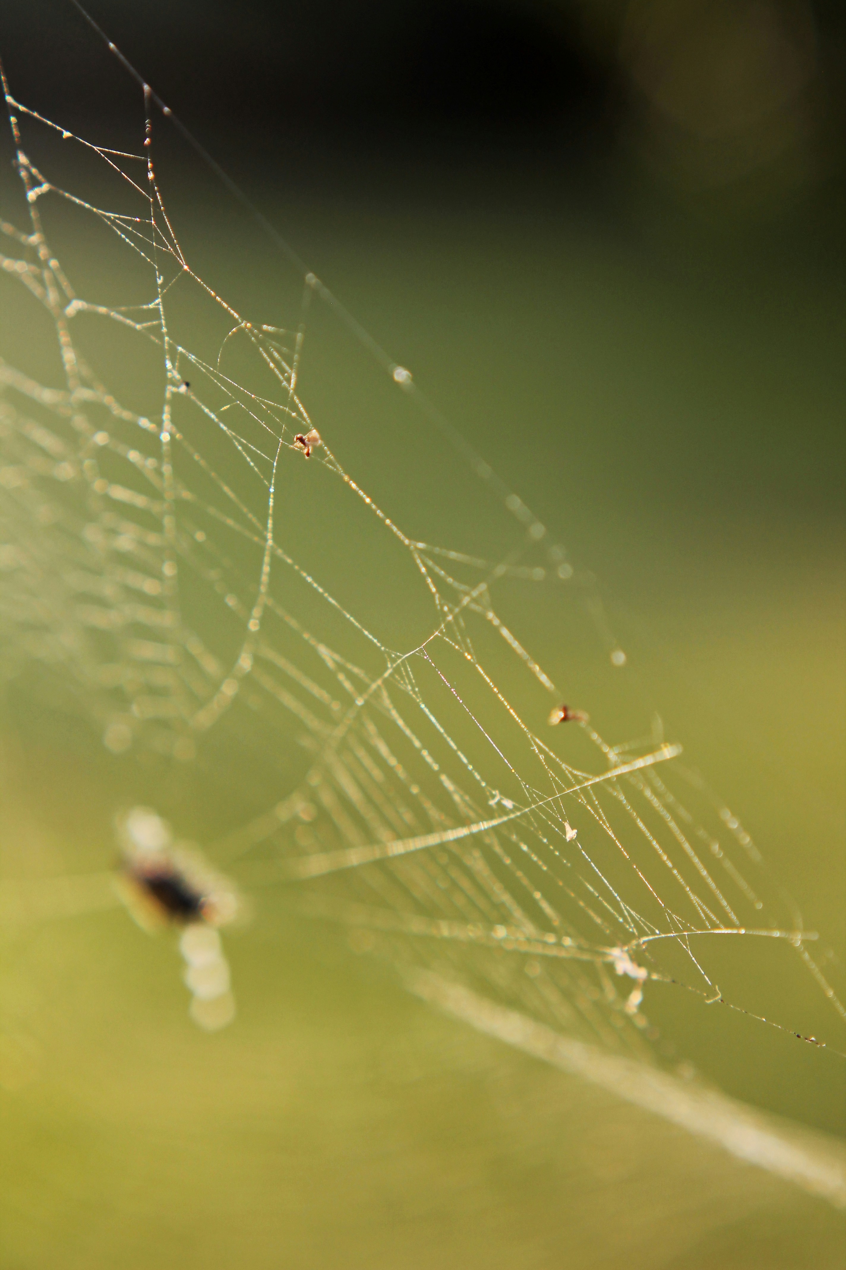 Photo by lauraarellano