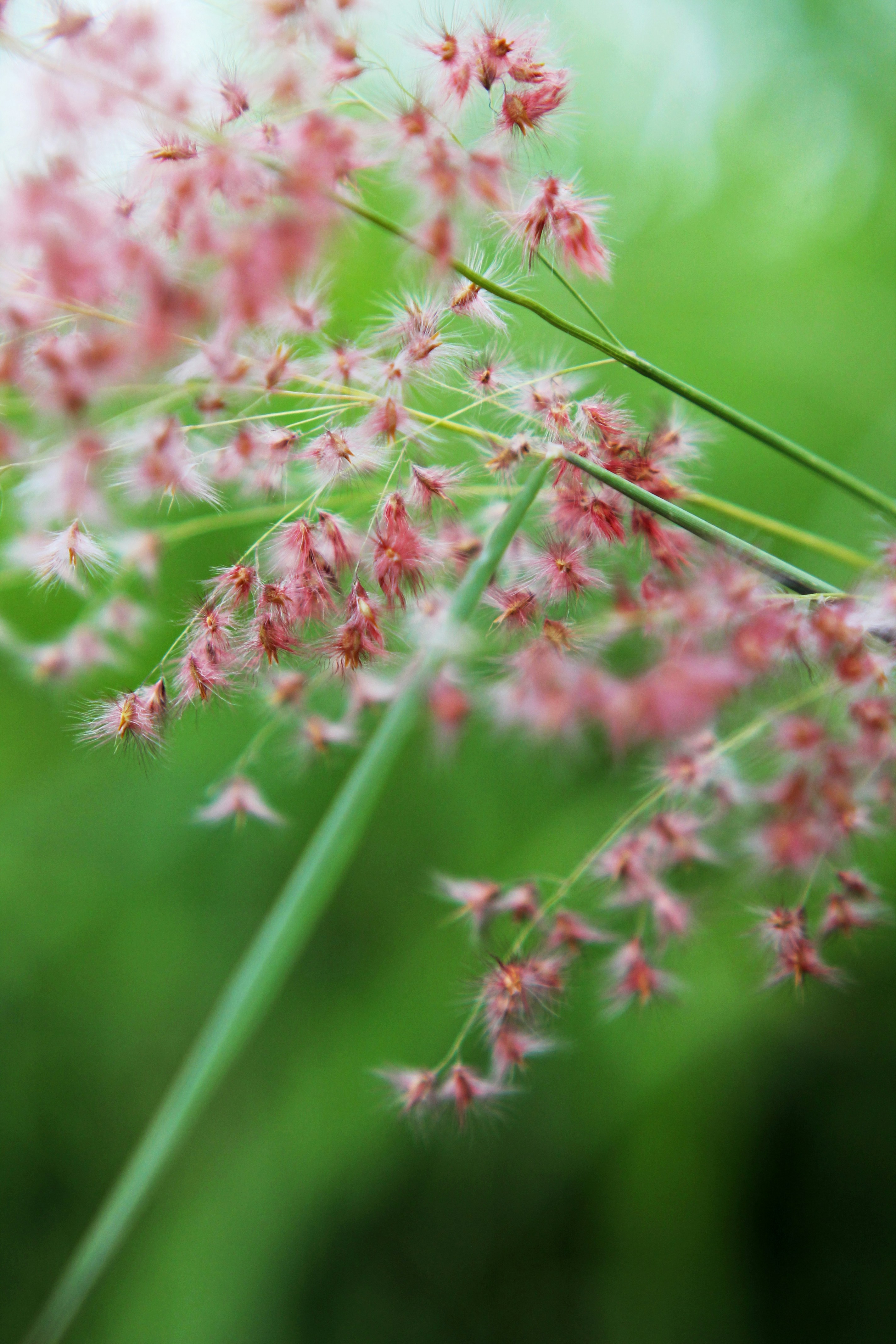 Photo by lauraarellano