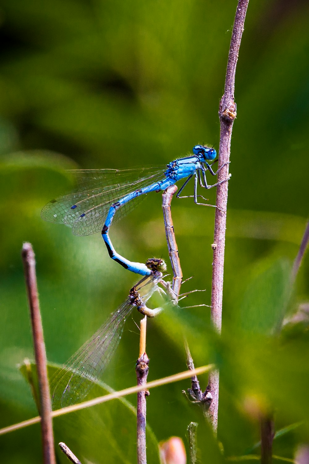 blue damselfly perched on brown stick in close up photography during daytime