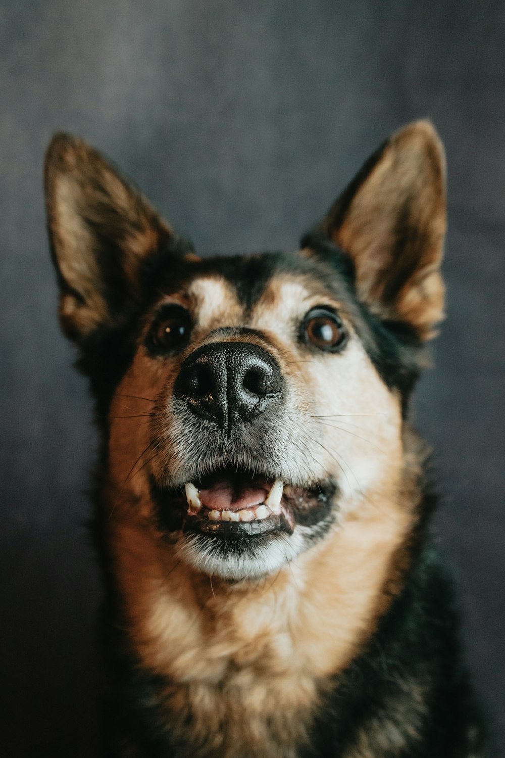 black and tan german shepherd