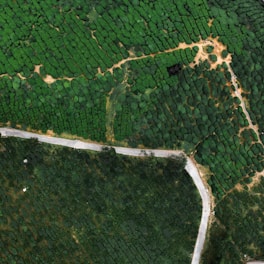 aerial view of green grass field