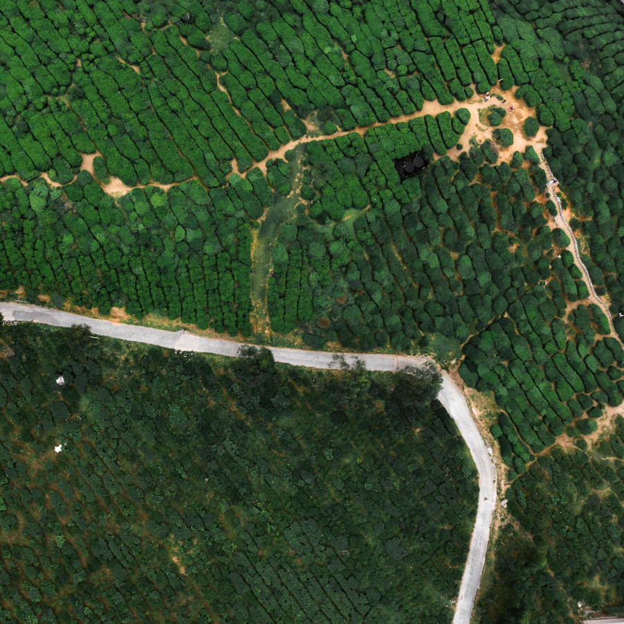 Irrigated farmland seen from above