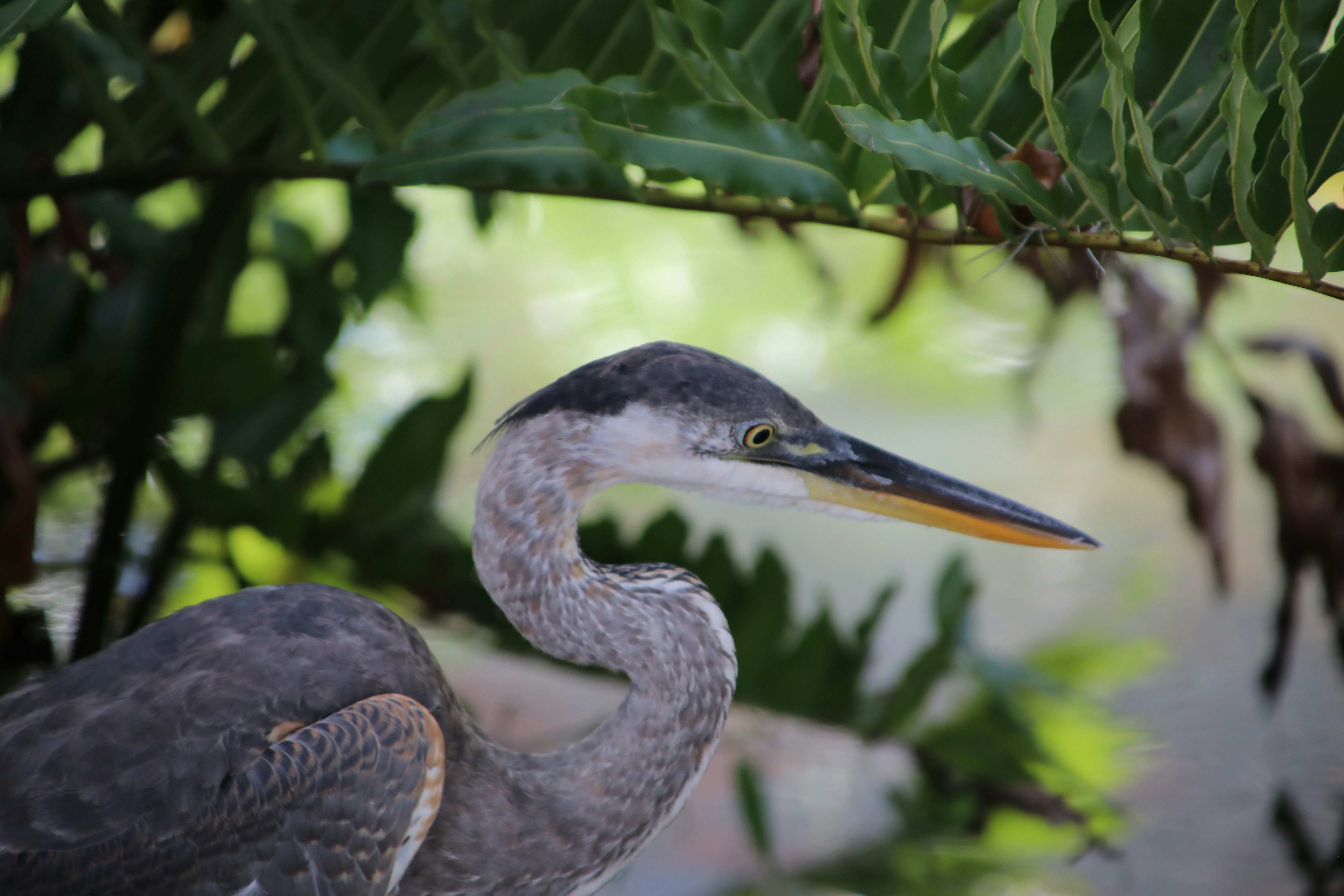 uccello bianco e nero sul ramo dell'albero