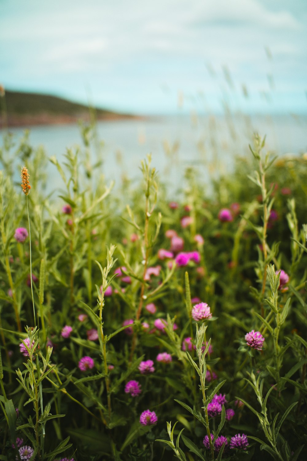 purple flowers near body of water during daytime