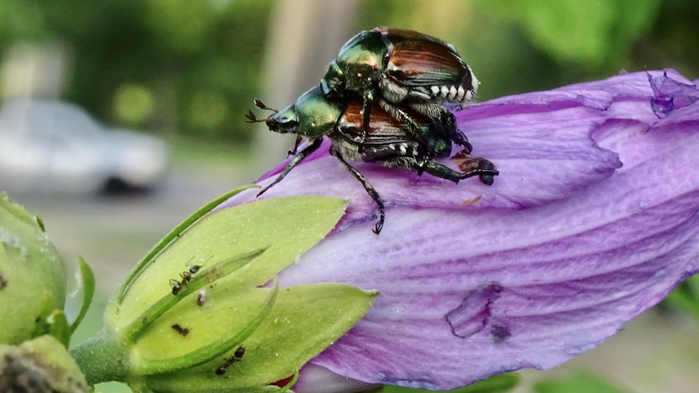낮 동안 클로즈업 촬영에서 보라색 꽃에 앉은 녹색 딱정벌레