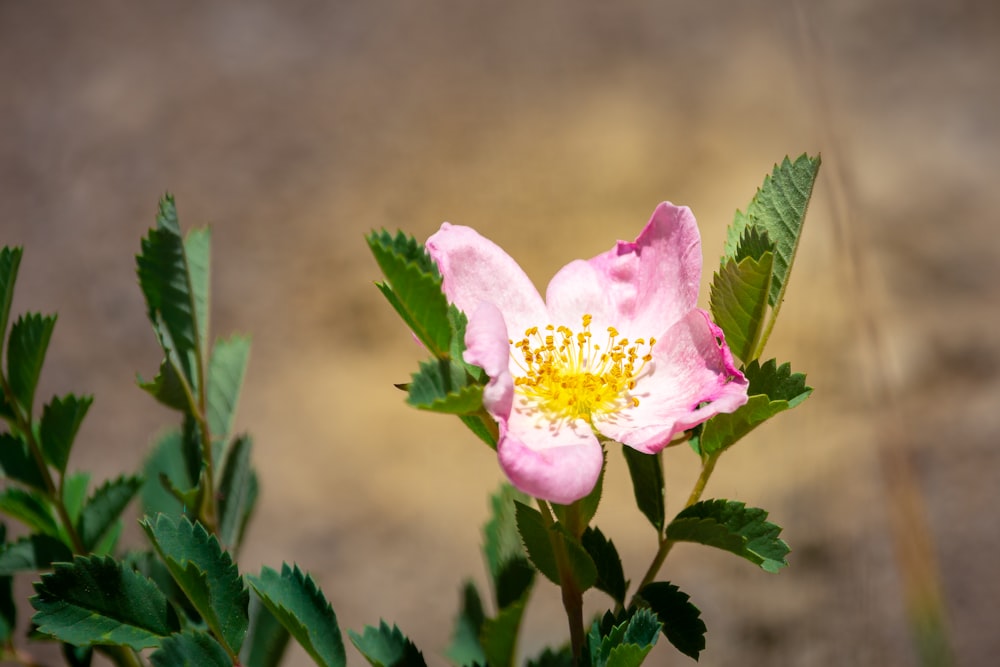 pink and white flower in tilt shift lens