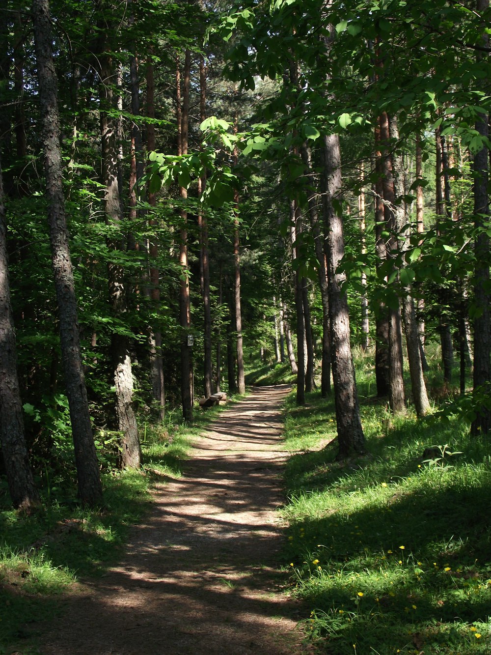 green grass and trees during daytime