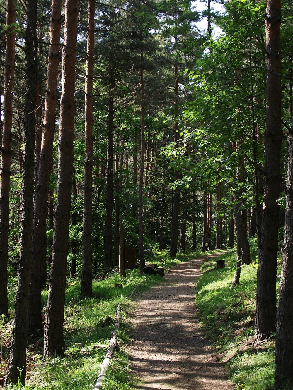 pathway between green trees during daytime