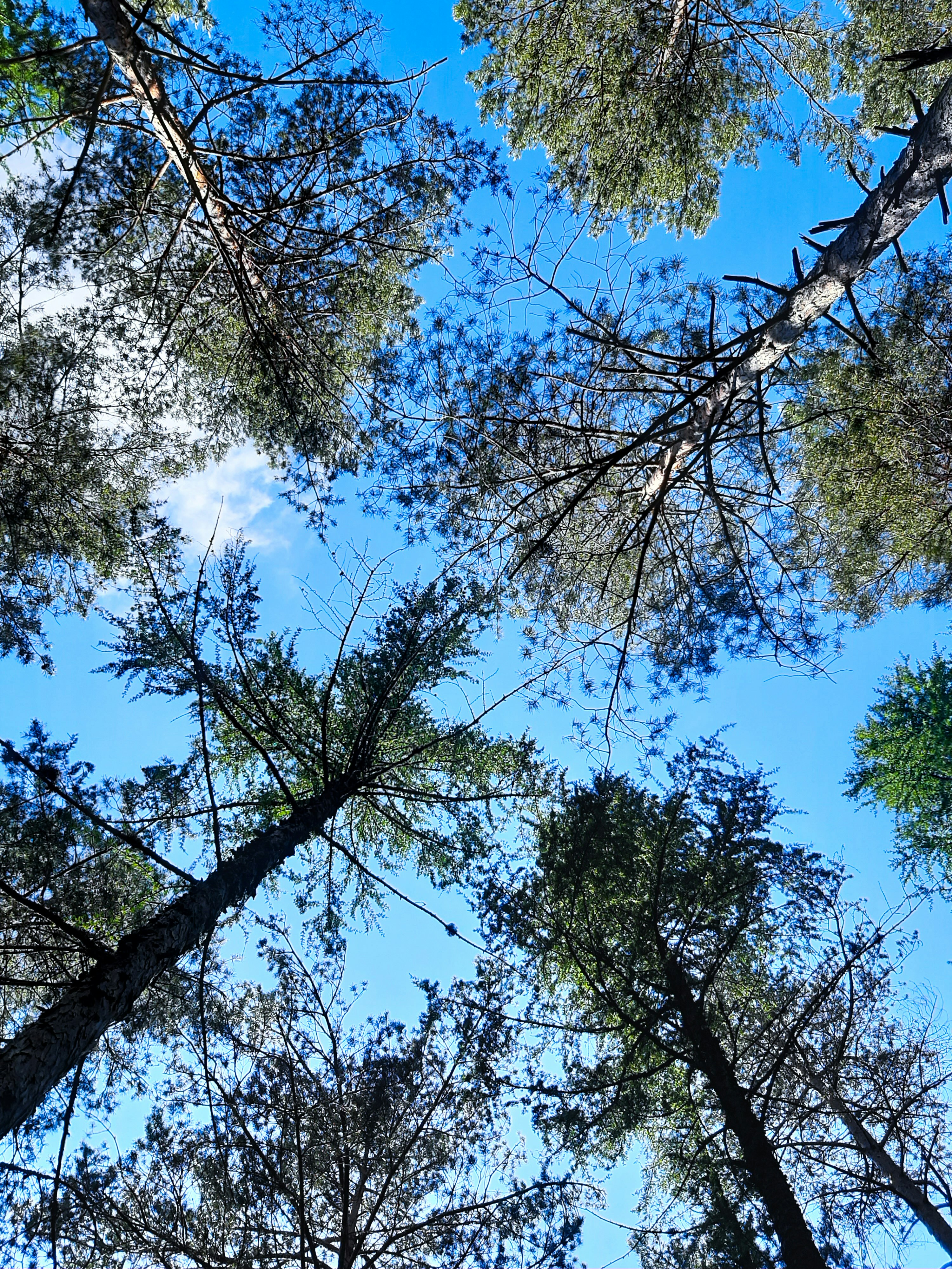 green trees under blue sky during daytime