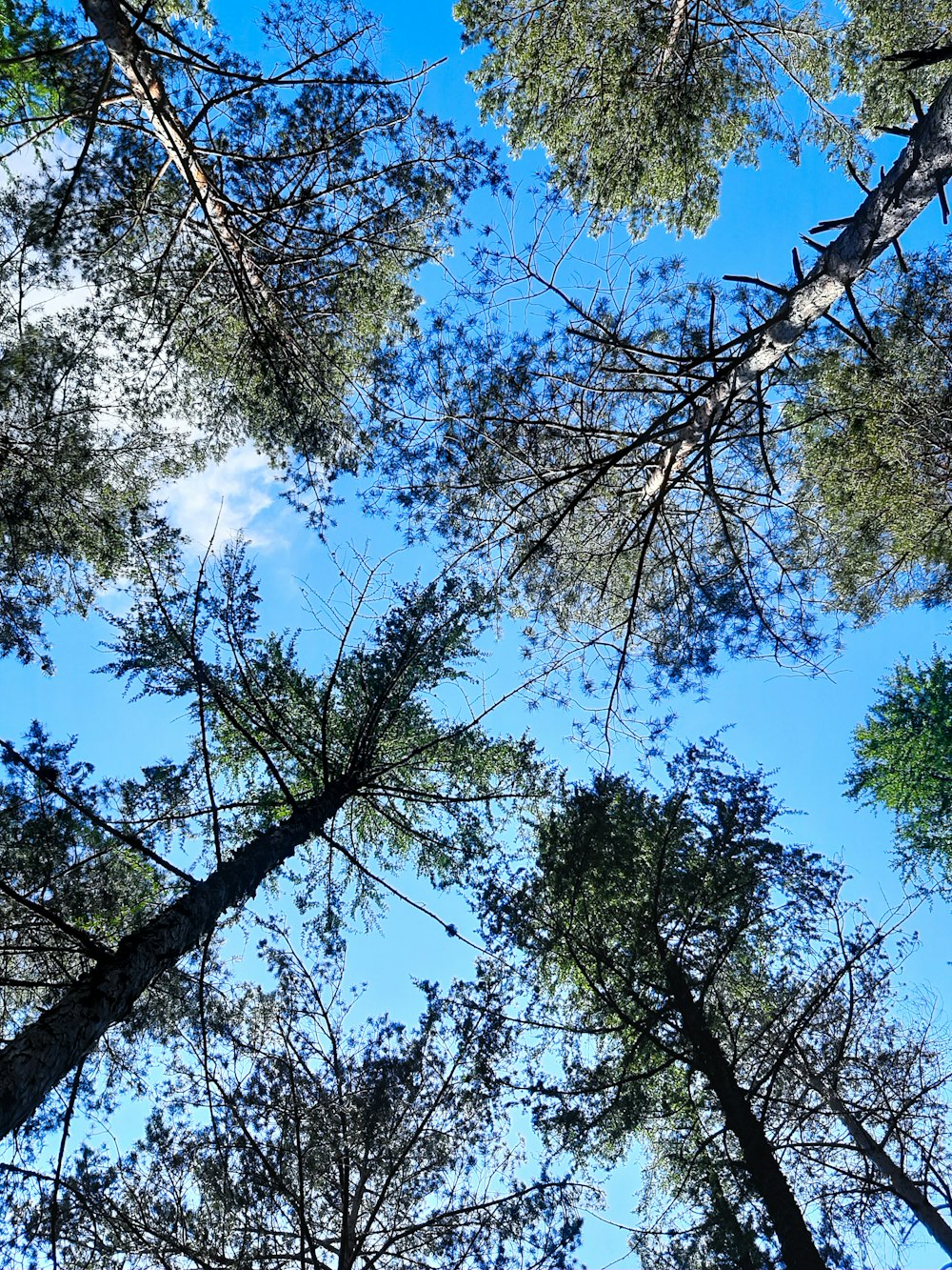 green trees under blue sky during daytime