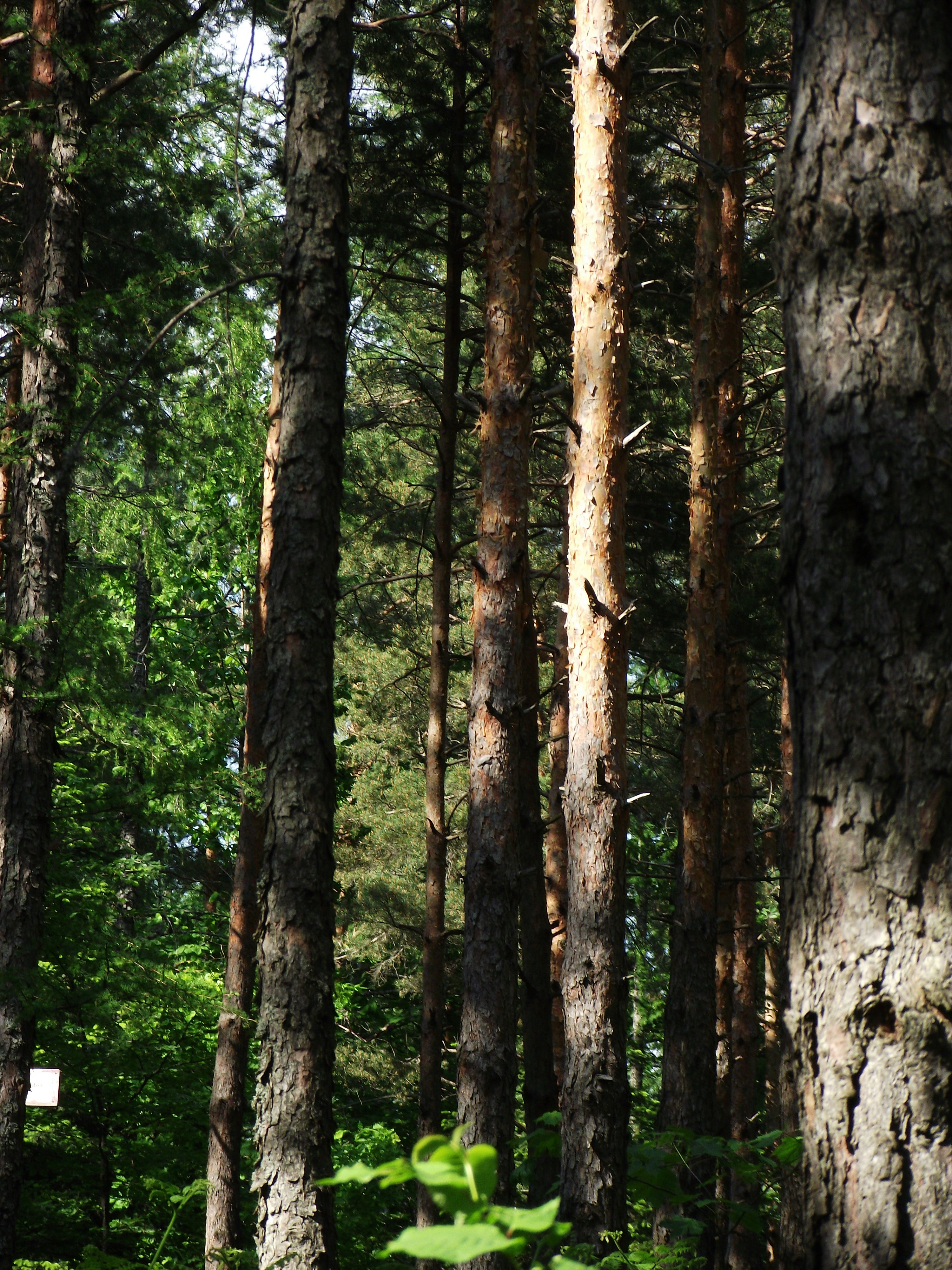 brown and green trees during daytime