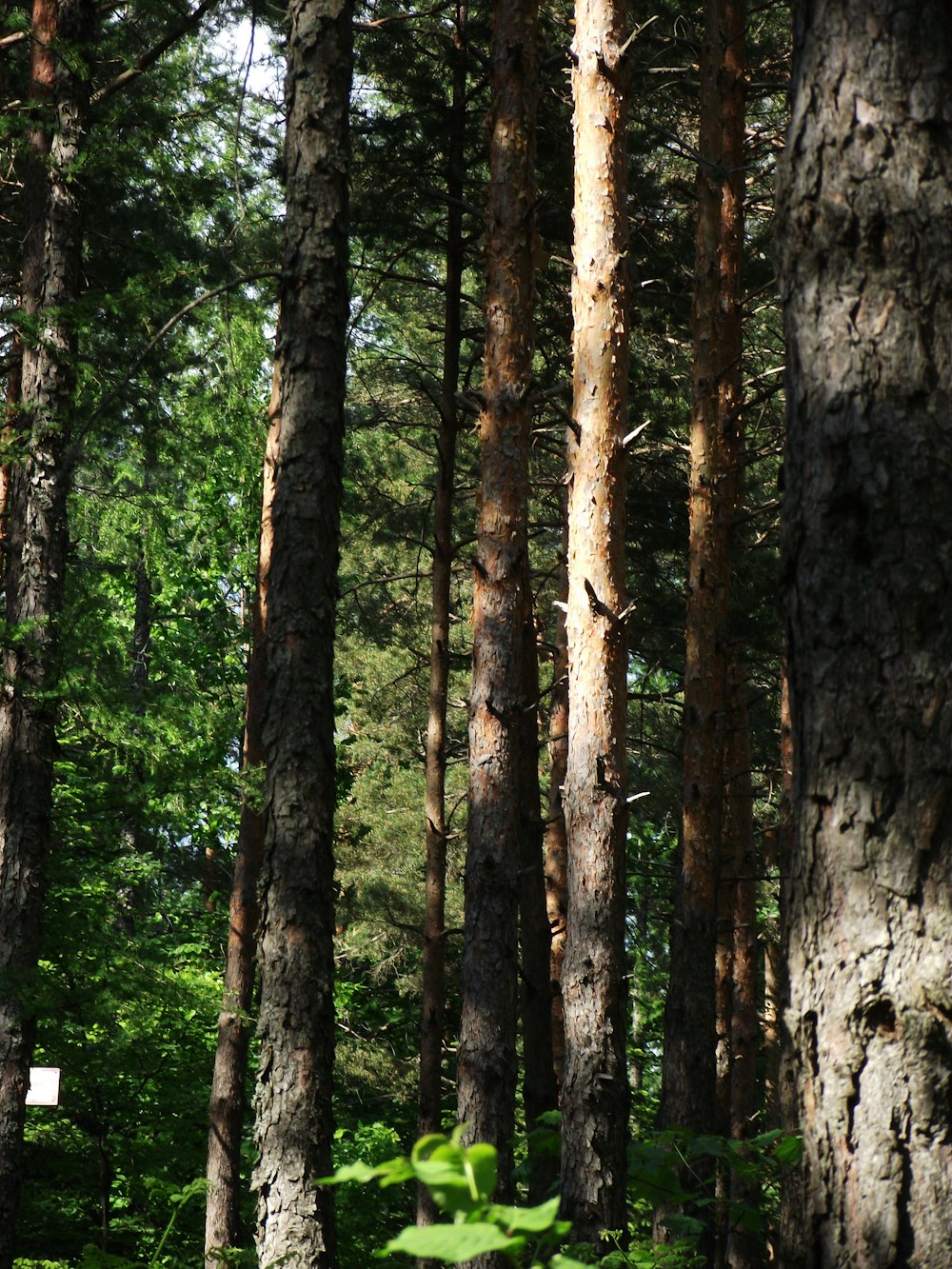 brown and green trees during daytime