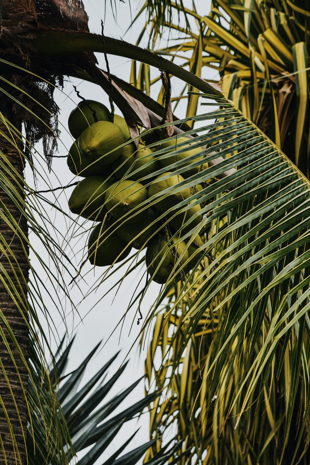 green banana fruit on tree during daytime