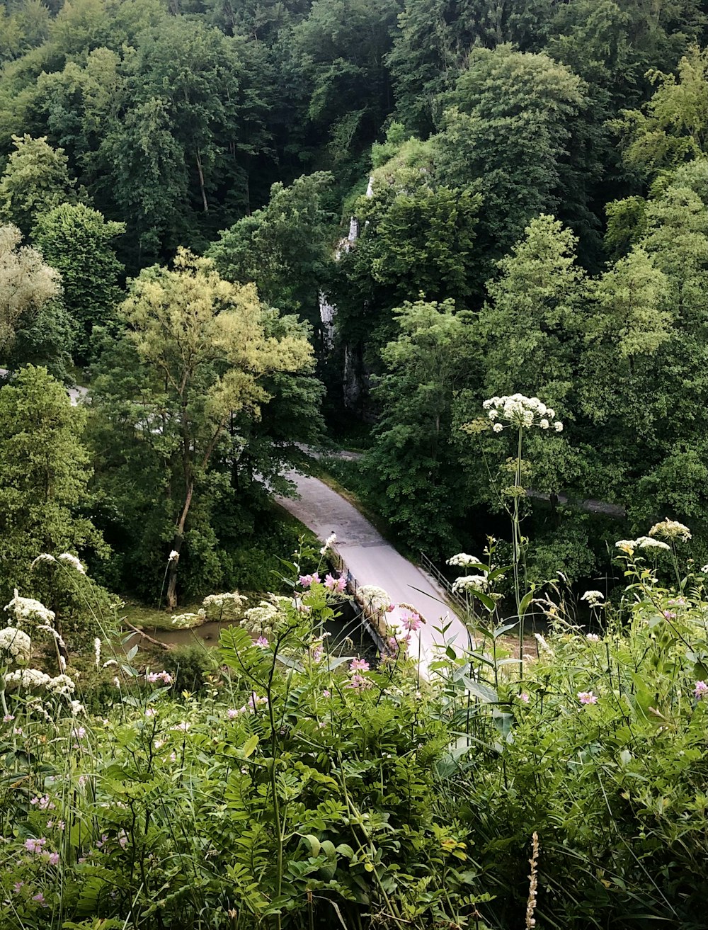 green trees and plants during daytime