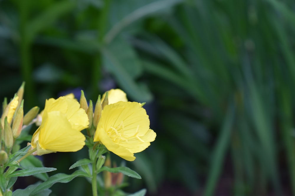 yellow flower in tilt shift lens