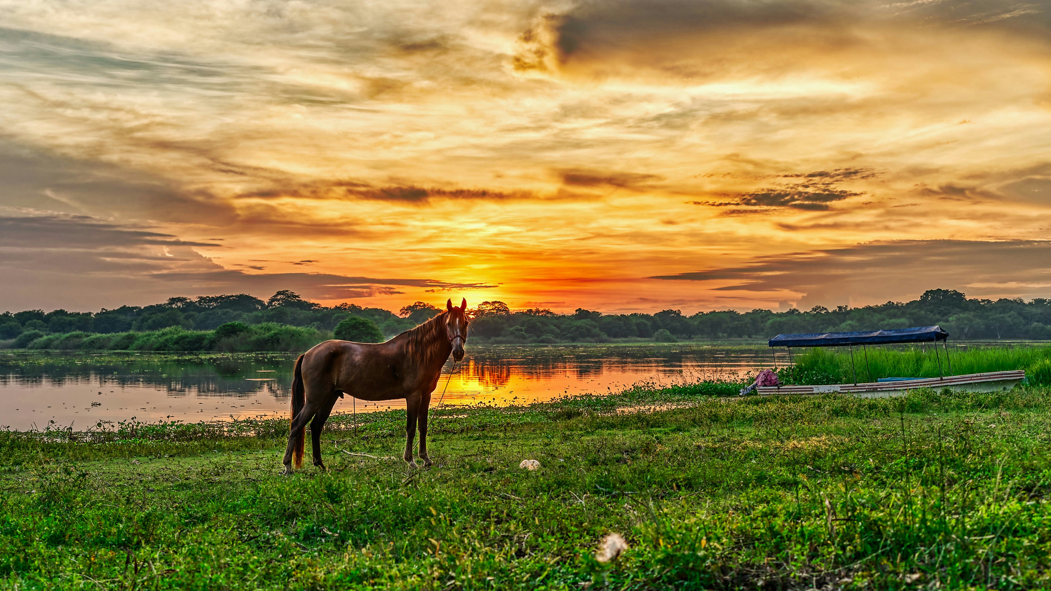 brown horse on green grass field during sunset