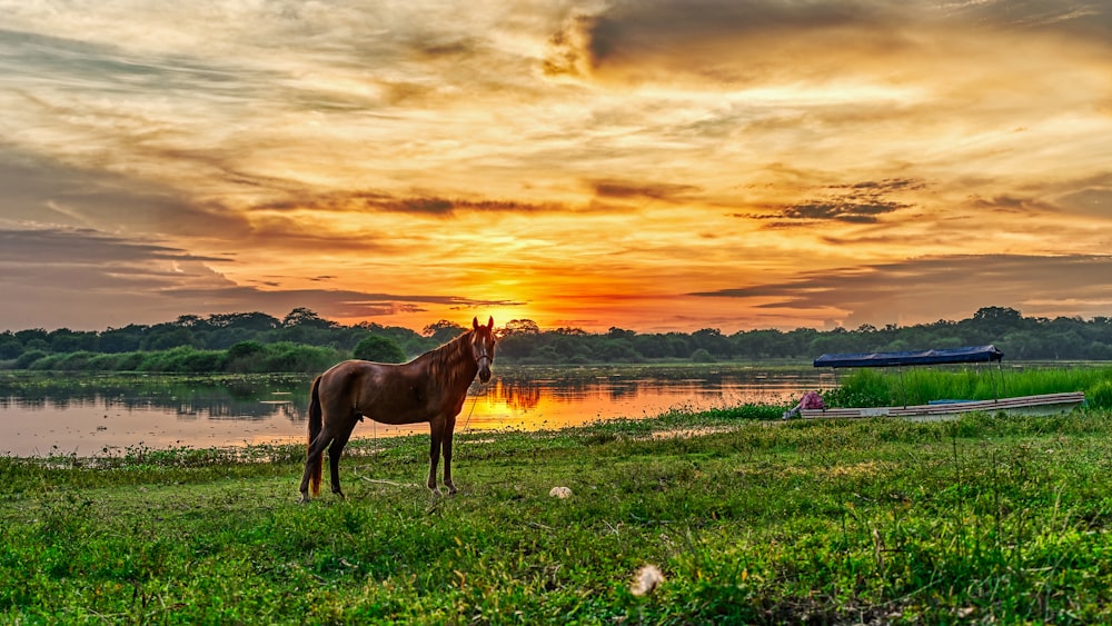 cavallo marrone sul campo di erba verde durante il tramonto