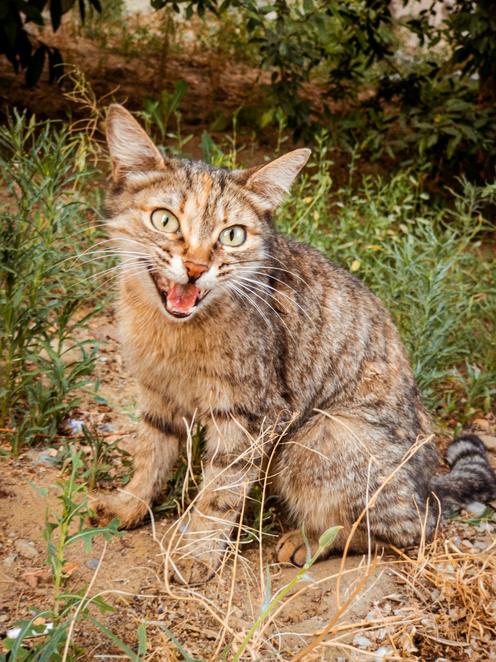 brown tabby cat on brown soil