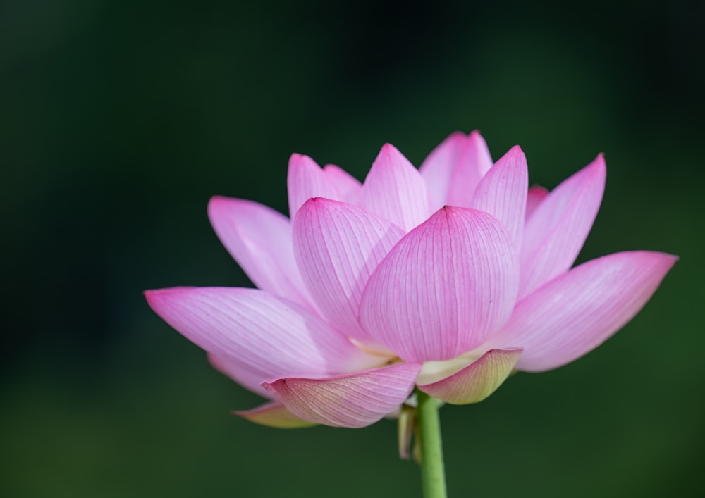 pink lotus flower in bloom