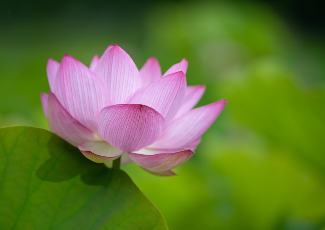 pink lotus flower in bloom during daytime