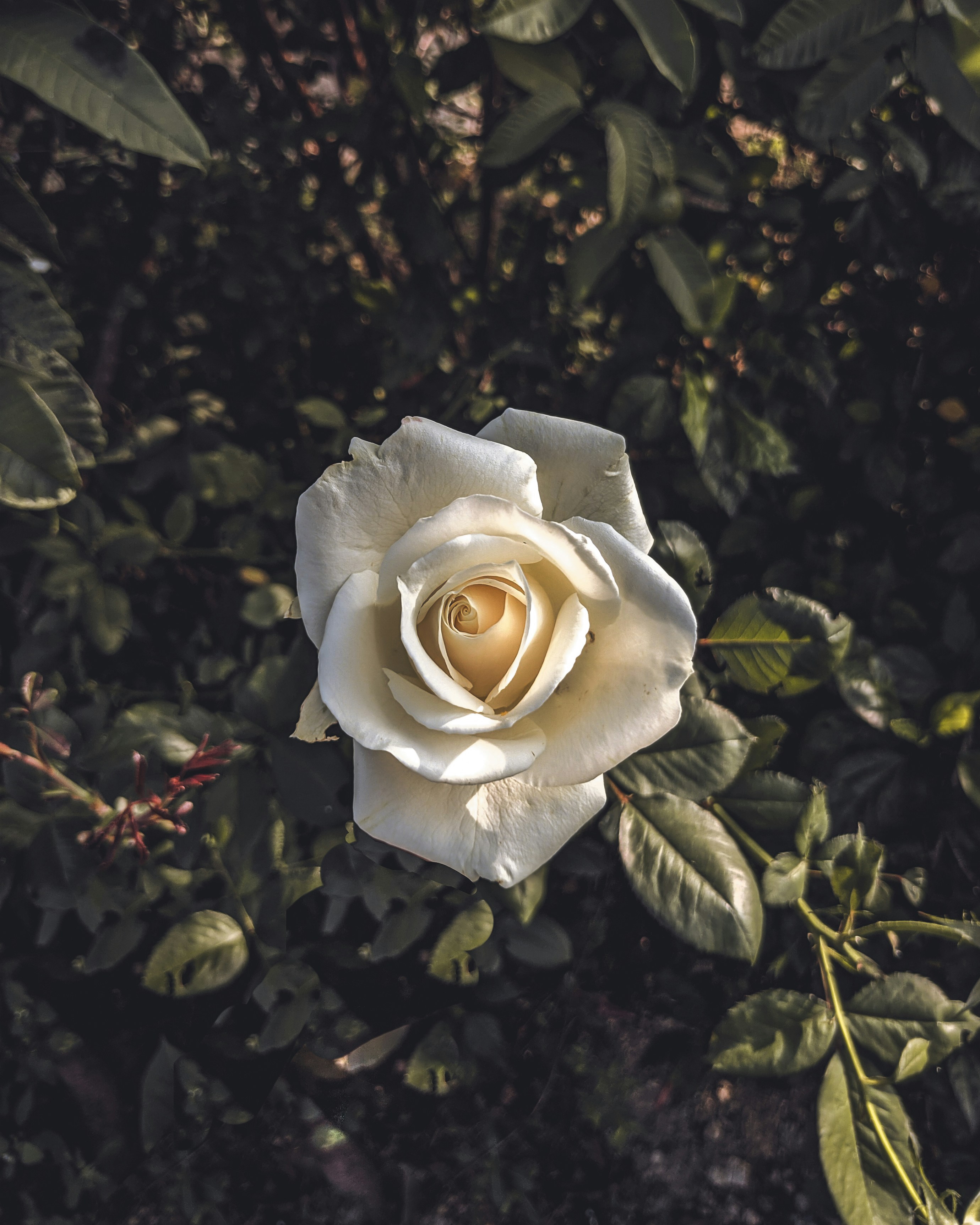 Photo by vishnuvarthan