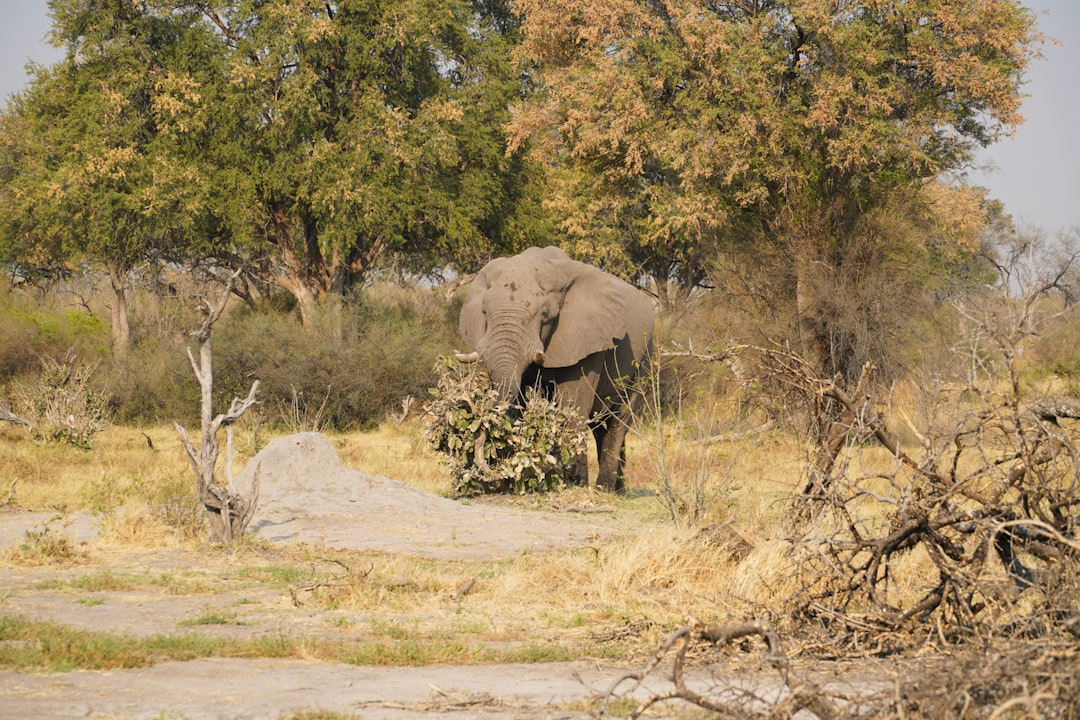 travelers stories about Plain in Okavango Delta, Botswana