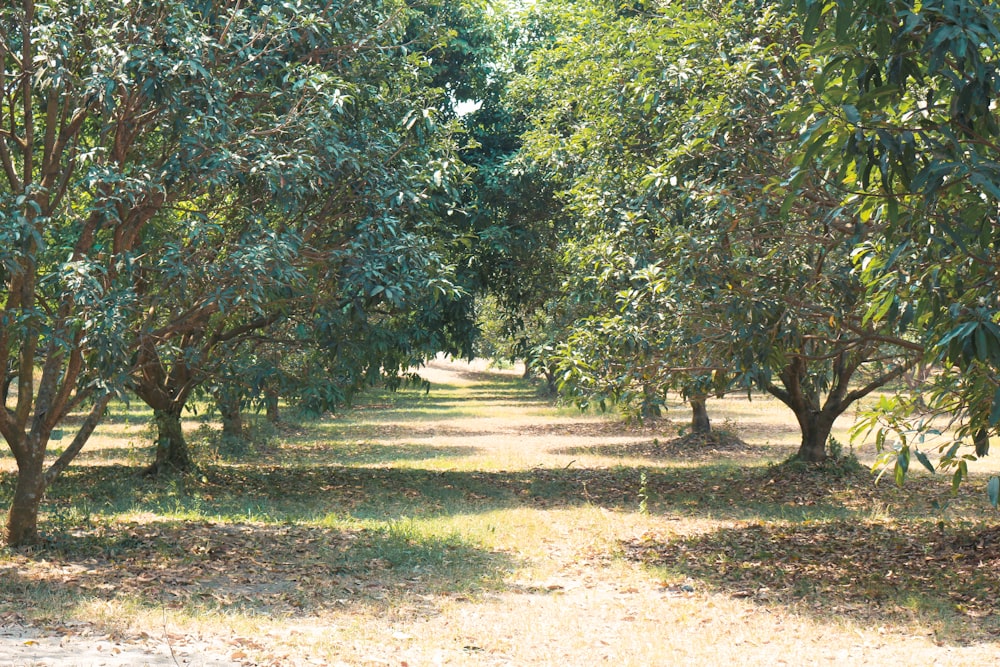 green trees on brown soil