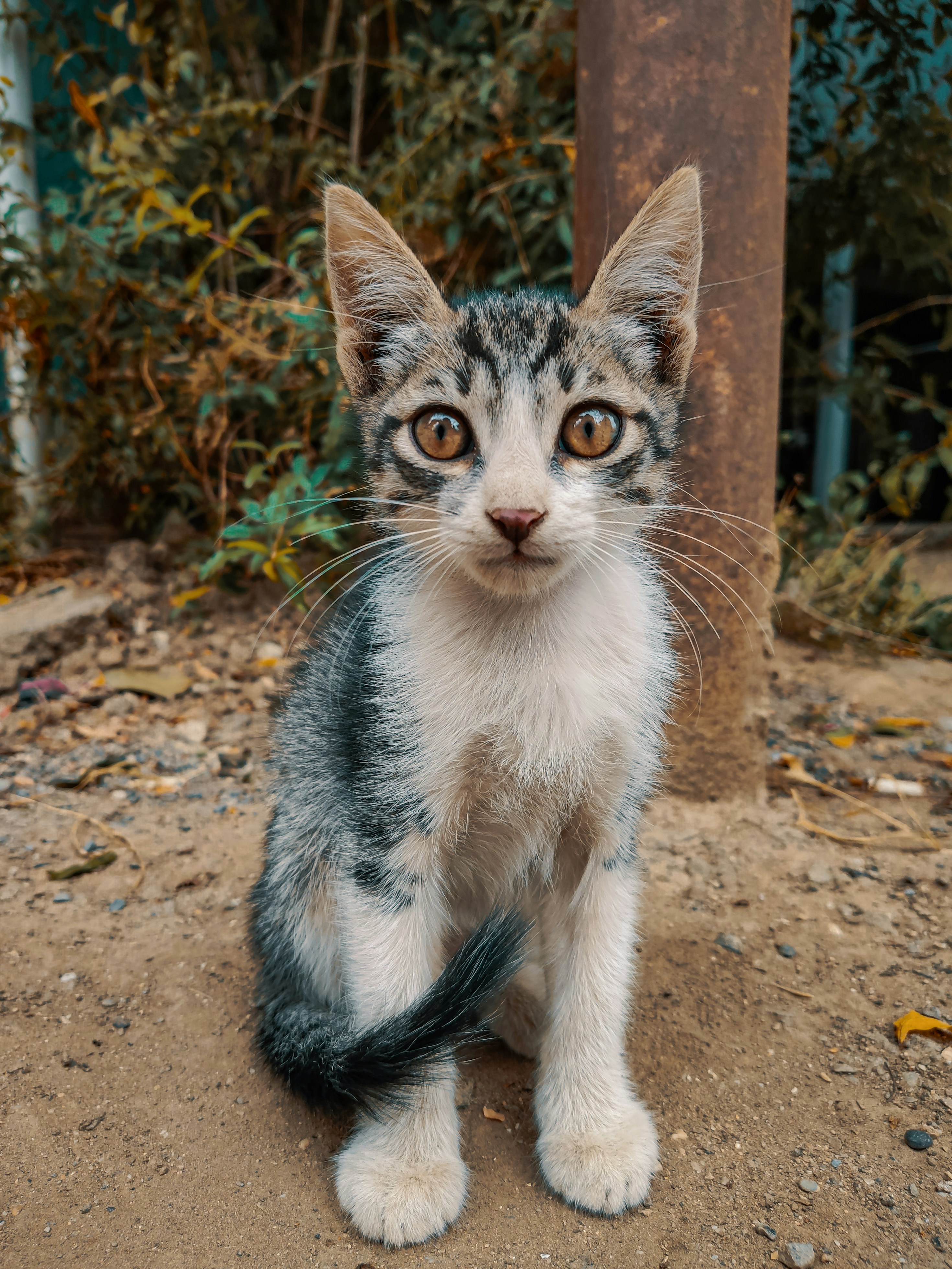 White and black cat on brown dirt ground photo – Free Cat Image on Unsplash