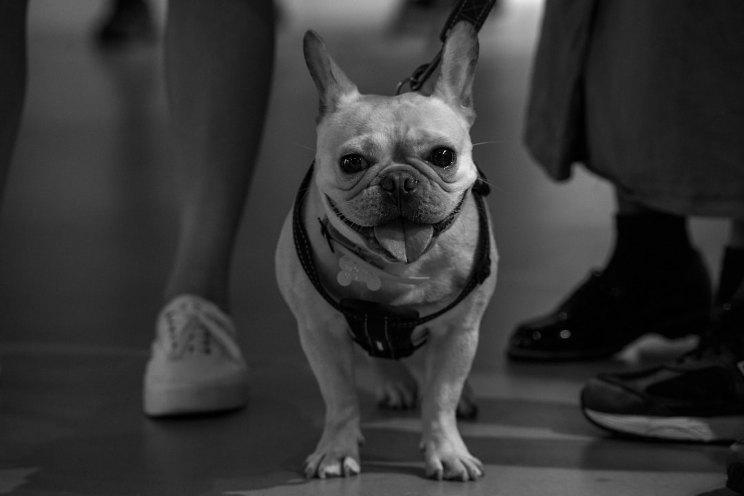 grayscale photo of short coated dog