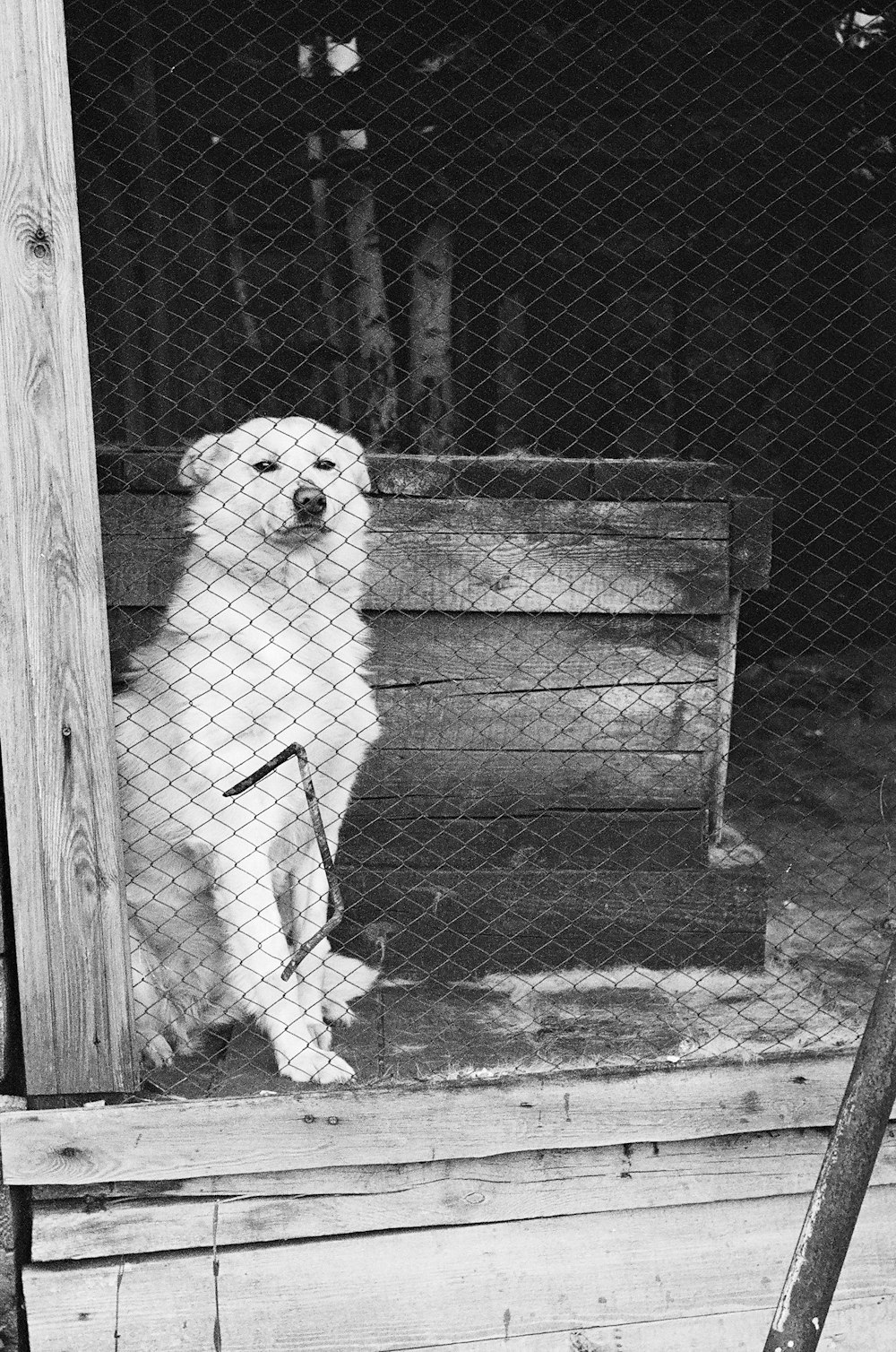 grayscale photo of a dog in cage