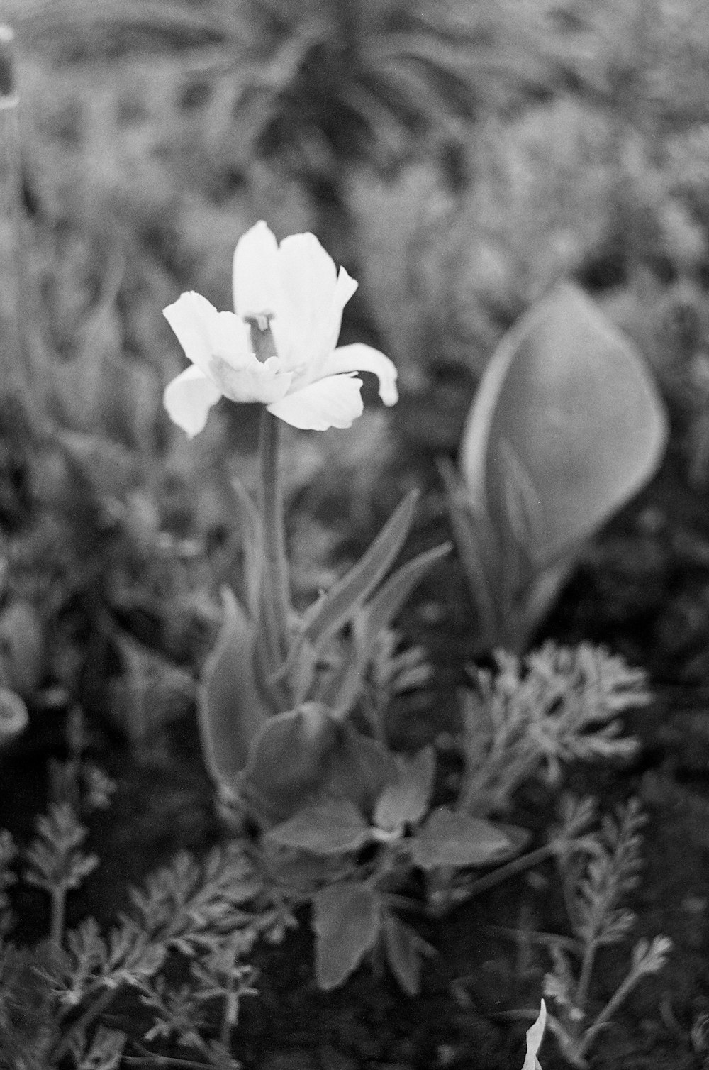 grayscale photo of white flower