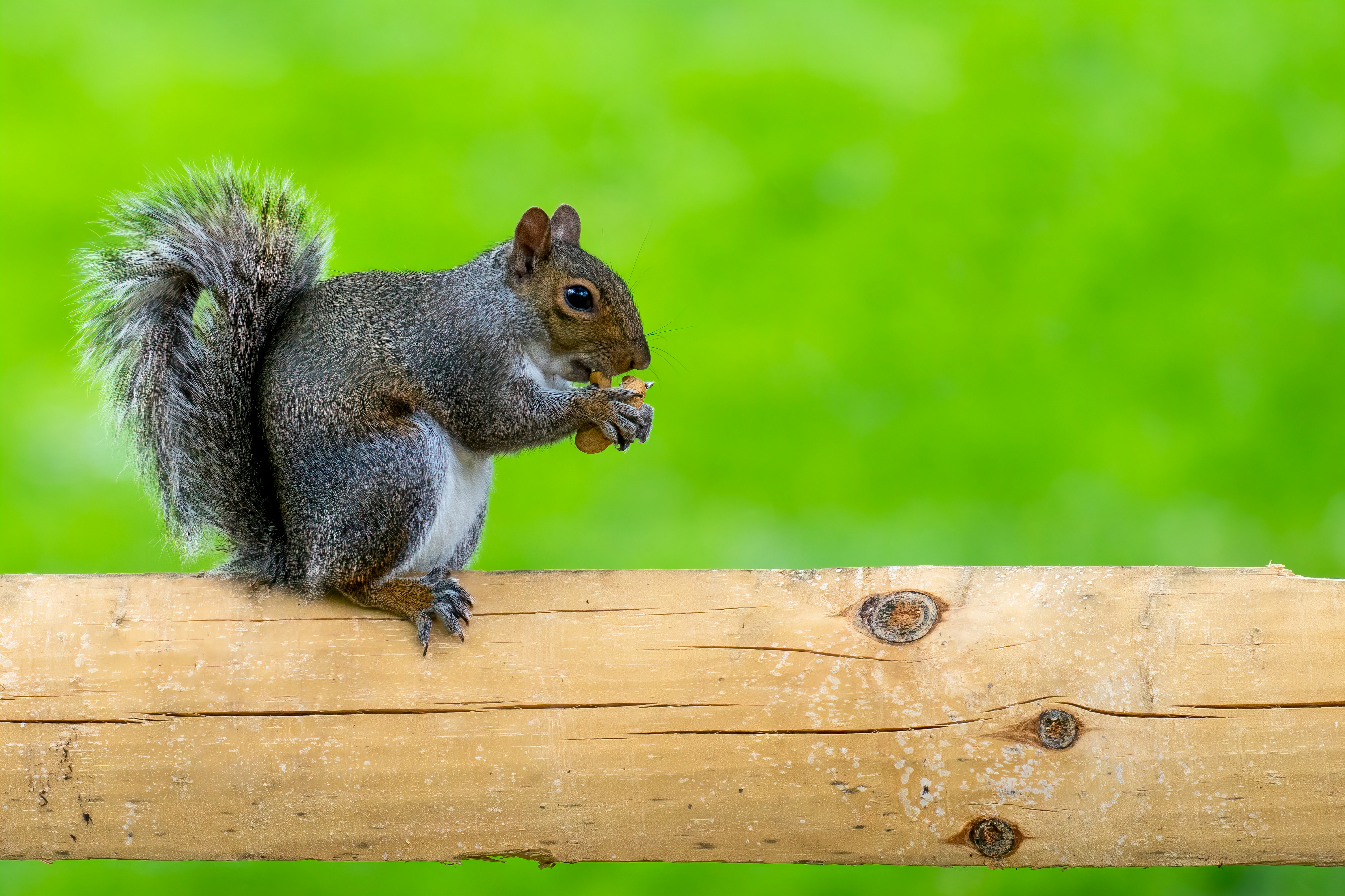 brown squirrel on brown wooden fence during daytime
