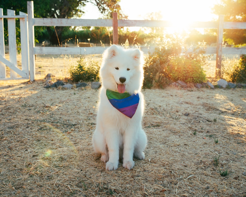 white puppy on green grass during daytime