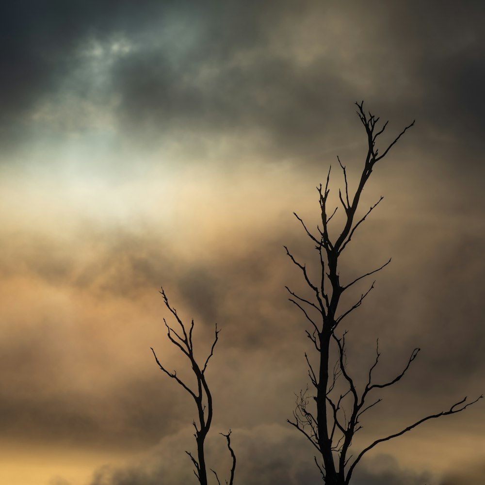 leafless tree under cloudy sky during daytime