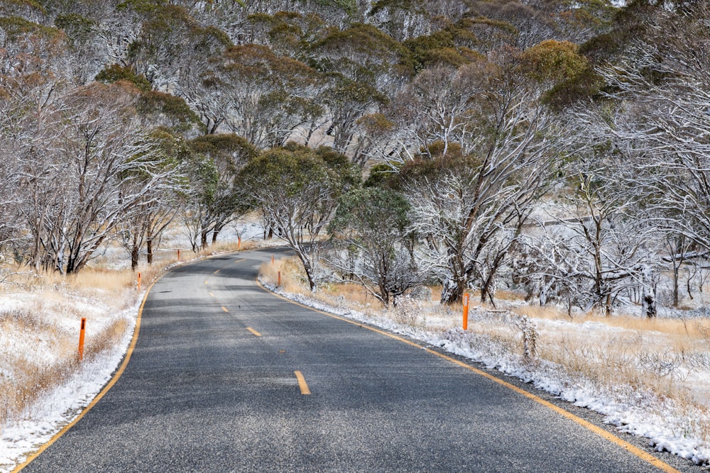 gray asphalt road between trees during daytime